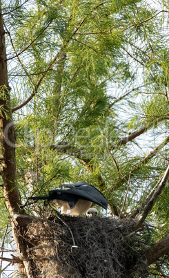 Fuzzy head of a swallow-tailed kite Elanoides forficatus chick