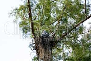 Female swallow-tailed kite Elanoides forficatus sits on a nest