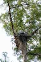 Female swallow-tailed kite Elanoides forficatus sits on a nest