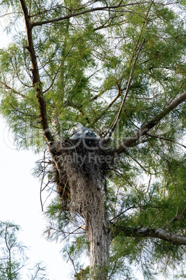 Female swallow-tailed kite Elanoides forficatus sits on a nest