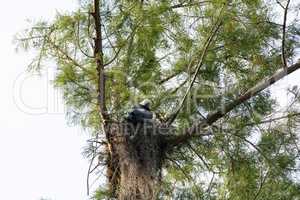 Female swallow-tailed kite Elanoides forficatus sits on a nest