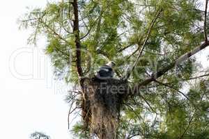 Female swallow-tailed kite Elanoides forficatus sits on a nest