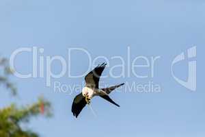 Flying swallow-tailed kite Elanoides forficatus with a Cuban kni