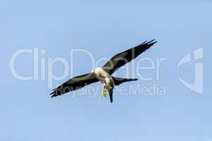 Flying swallow-tailed kite Elanoides forficatus with a Cuban kni