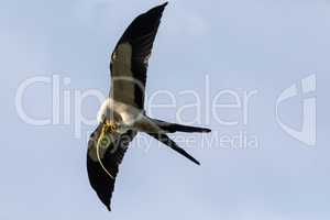 Flying swallow-tailed kite Elanoides forficatus with a Cuban kni