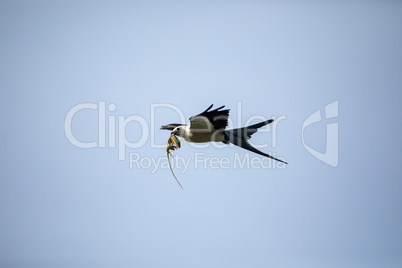 Flying swallow-tailed kite Elanoides forficatus with a Cuban kni