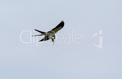 Flying swallow-tailed kite Elanoides forficatus with a Cuban kni