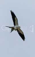 Flying swallow-tailed kite Elanoides forficatus with a Cuban kni