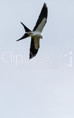 Flying swallow-tailed kite Elanoides forficatus with a Cuban kni