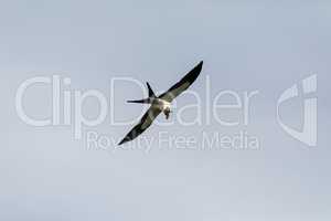 Flying swallow-tailed kite Elanoides forficatus with a Cuban kni