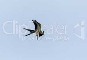 Flying swallow-tailed kite Elanoides forficatus with a Cuban kni