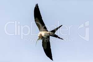 Flying swallow-tailed kite Elanoides forficatus with a Cuban kni