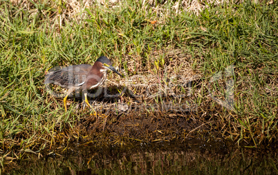 Little green heron Butorides virescens wading bird hunts for foo