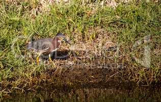 Little green heron Butorides virescens wading bird hunts for foo