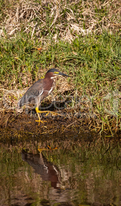 Little green heron Butorides virescens wading bird hunts for foo