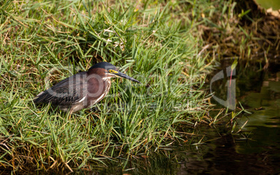 Little green heron Butorides virescens wading bird hunts for foo