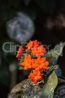 Orange flowers on a geiger tree Cordia sebestena