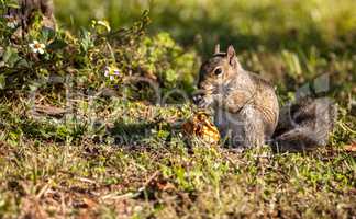 Brown Little Shermans fox squirrel Sciurus niger shermani