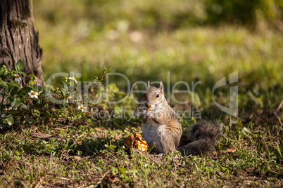 Brown Little Shermans fox squirrel Sciurus niger shermani