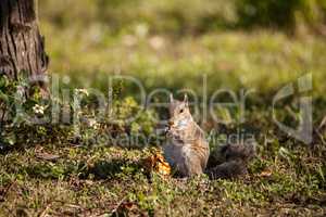 Brown Little Shermans fox squirrel Sciurus niger shermani