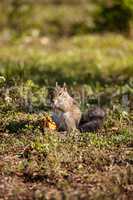Brown Little Shermans fox squirrel Sciurus niger shermani