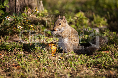 Brown Little Shermans fox squirrel Sciurus niger shermani