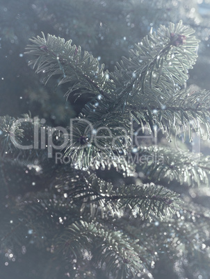 Frozen twig of a fir