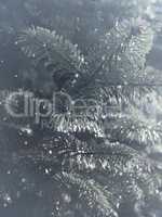 Frozen twig of a fir