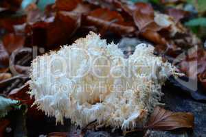 Hericium coralloides or Coral tooth mushroom