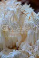 Hericium coralloides or Coral tooth mushroom close up
