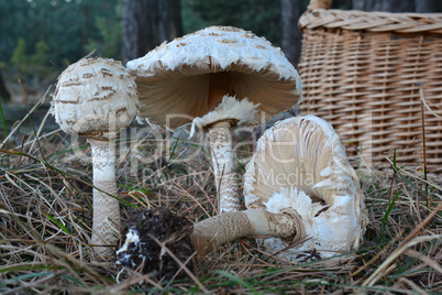 Three Parasol mushrooms in natural habitat