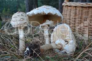 Three Parasol mushrooms in natural habitat