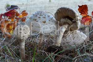 Group of Parasol mushrooms