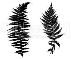 Illustration of different ferns