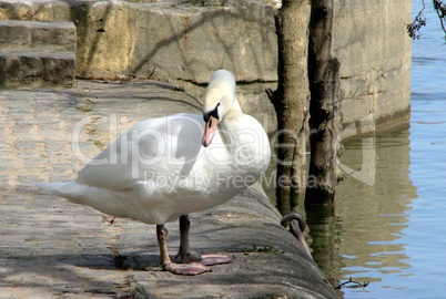 cygnes