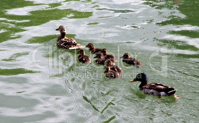 canards