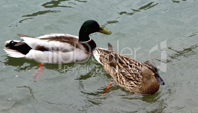 canards