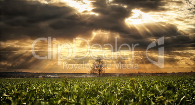 Scenic View Of Field Against Sky At Sunset With A Single Tree In The Center