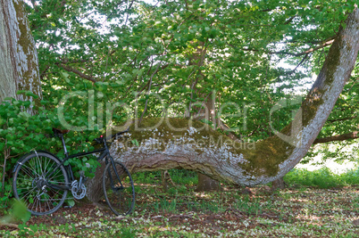 black bike against the greenery, the bike next to the old tree, the black bike in the forest