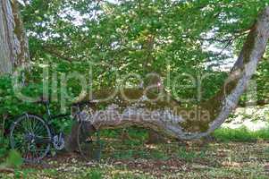 black bike against the greenery, the bike next to the old tree, the black bike in the forest