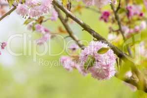 Blossom tree over nature background