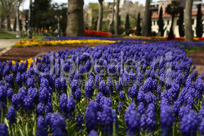 Blumenmeer im Park