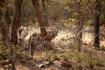 Durstiger Tiger mit heraushängender Zunge