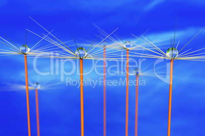 Flowered stalks with dew drops, 3d illustration