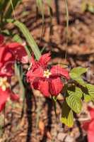 Ashanti blood Mussaenda erythrophylla flower