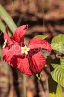 Ashanti blood Mussaenda erythrophylla flower