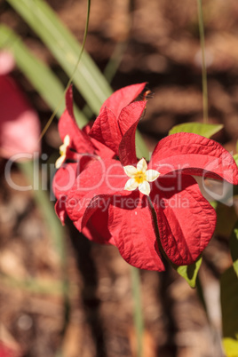 Ashanti blood Mussaenda erythrophylla flower