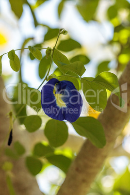 Blue flowers of Krishna?s butter cup Ficus benghalensis var. k