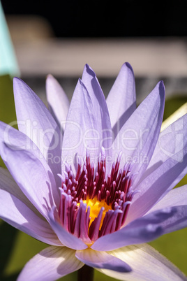 Blue Star Water lily Nymphaea nouchali blossoms