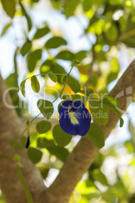 Blue flowers of Krishna?s butter cup Ficus benghalensis var. k